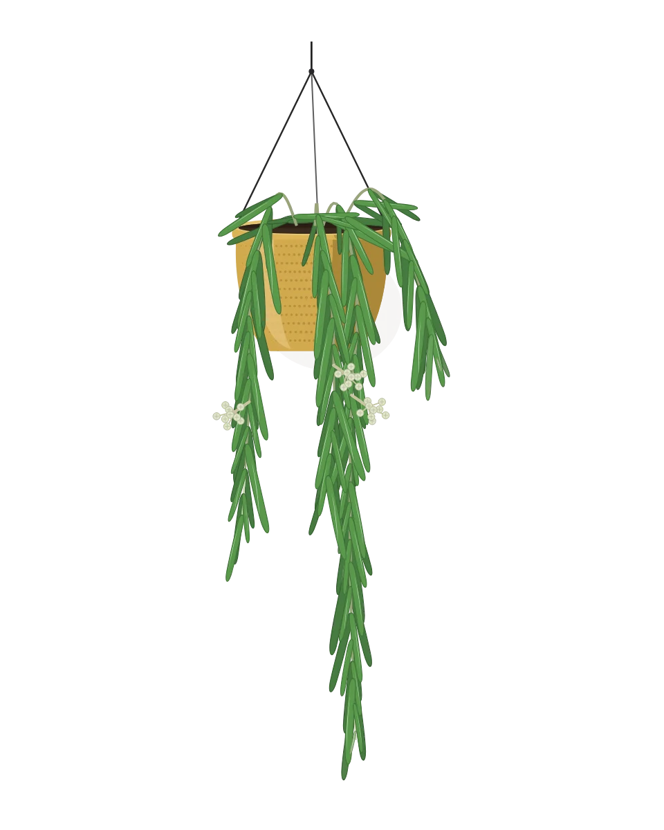 Drawing of a Hoya linearis in a pot
