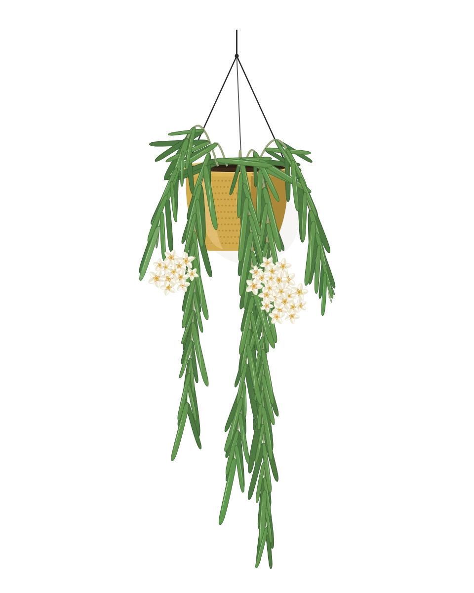 Drawing of a Hoya linearis in a pot