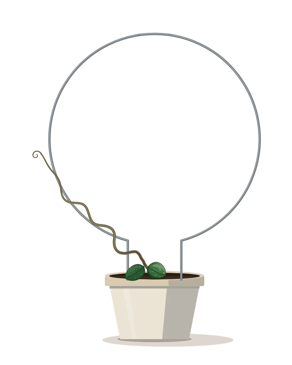 Drawing of a Hoya 'Mathilde', a cutting: Day 1. A rooted cutting, fresh in its pot.