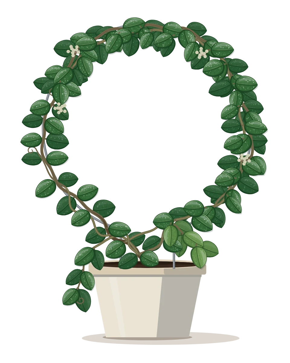 Drawing of a Hoya 'Mathilde' in a pot