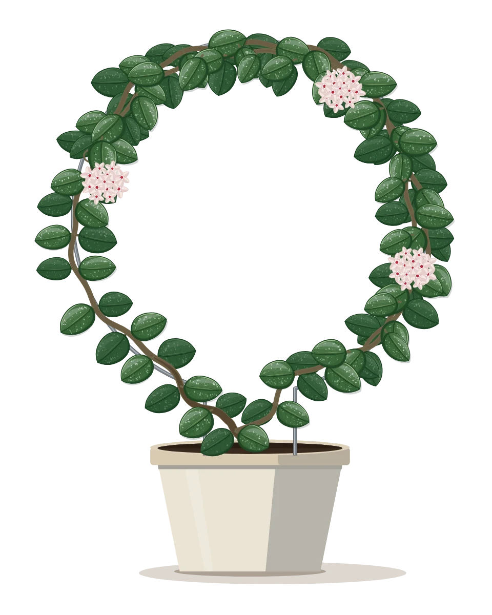 Drawing of a Hoya 'Mathilde' in a pot