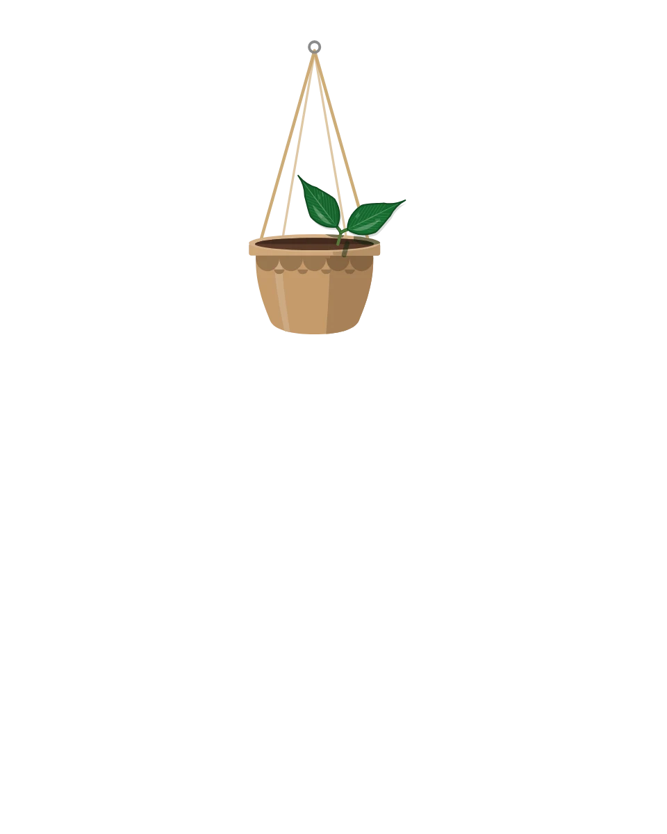 Drawing of a Hoya polyneura, a cutting: Day 1. A rooted cutting, fresh in its pot.