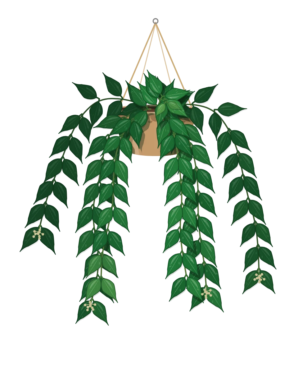 Drawing of a Hoya polyneura in a pot