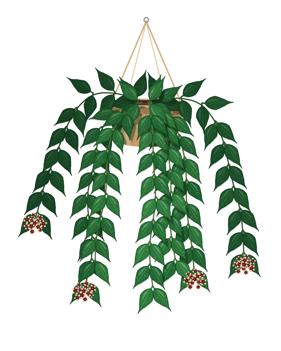 Drawing of a Hoya polyneura in a pot