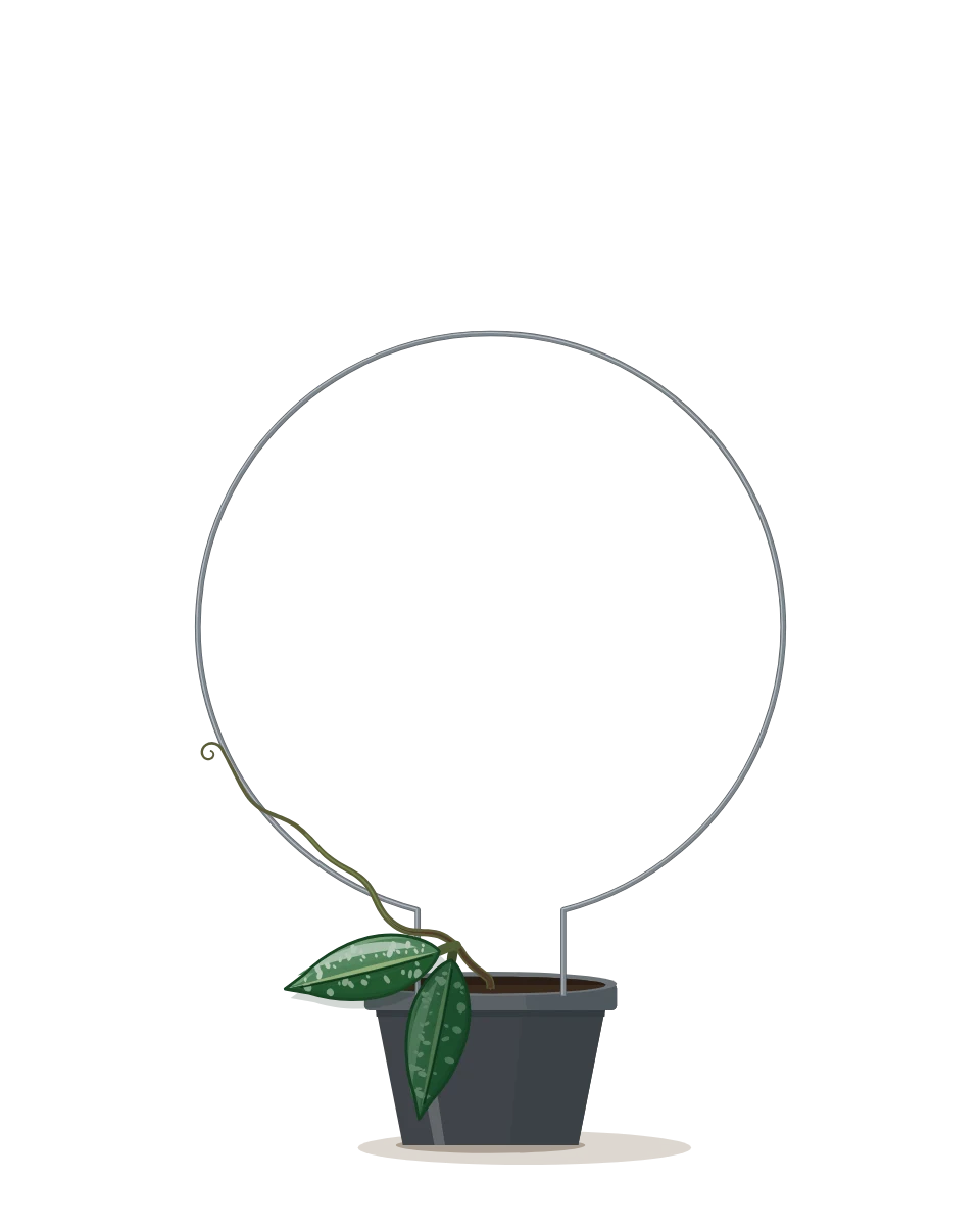 Drawing of a Hoya pubicalyx, a cutting: Day 1. A rooted cutting, fresh in its pot.
