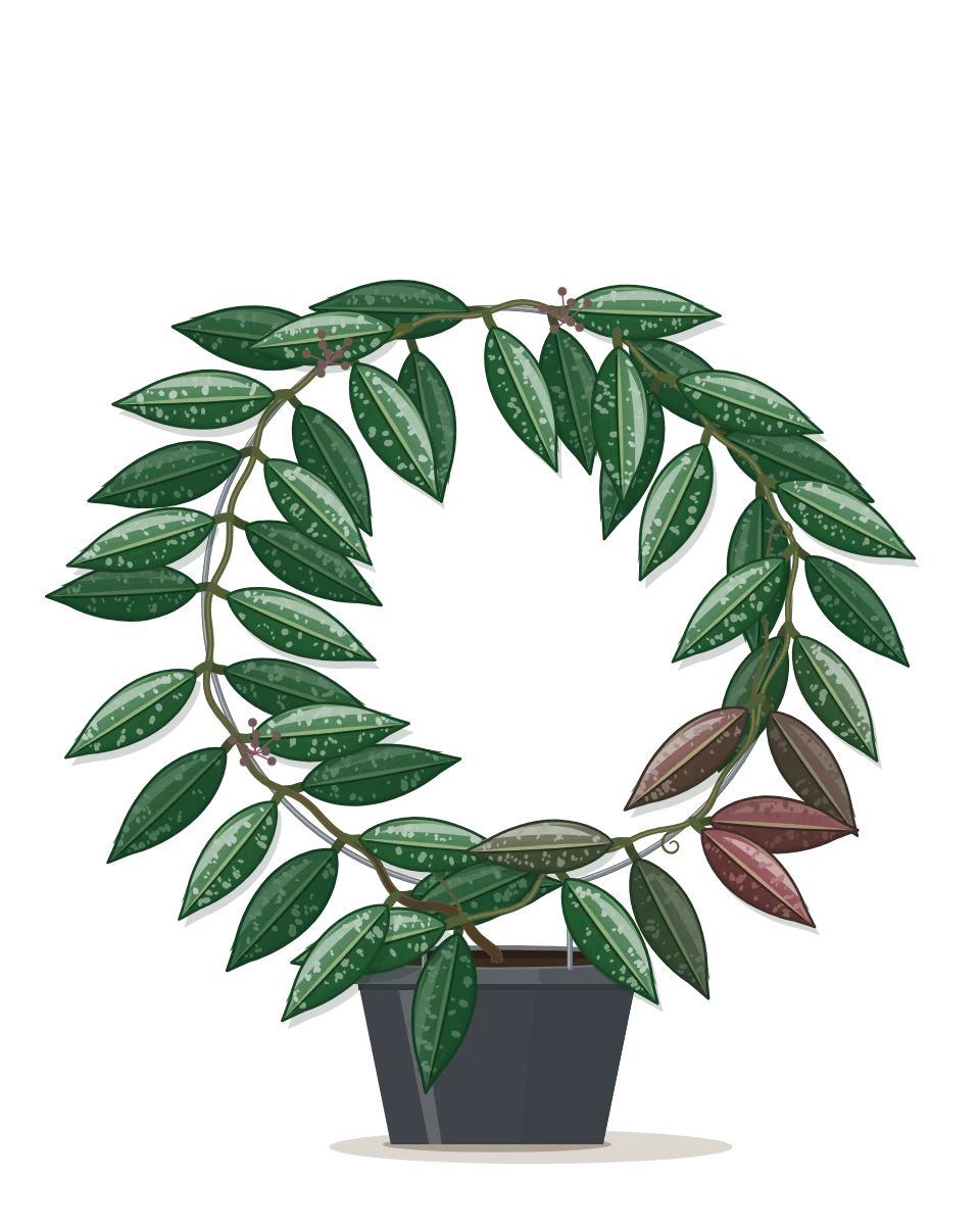 Drawing of a Hoya pubicalyx in a pot