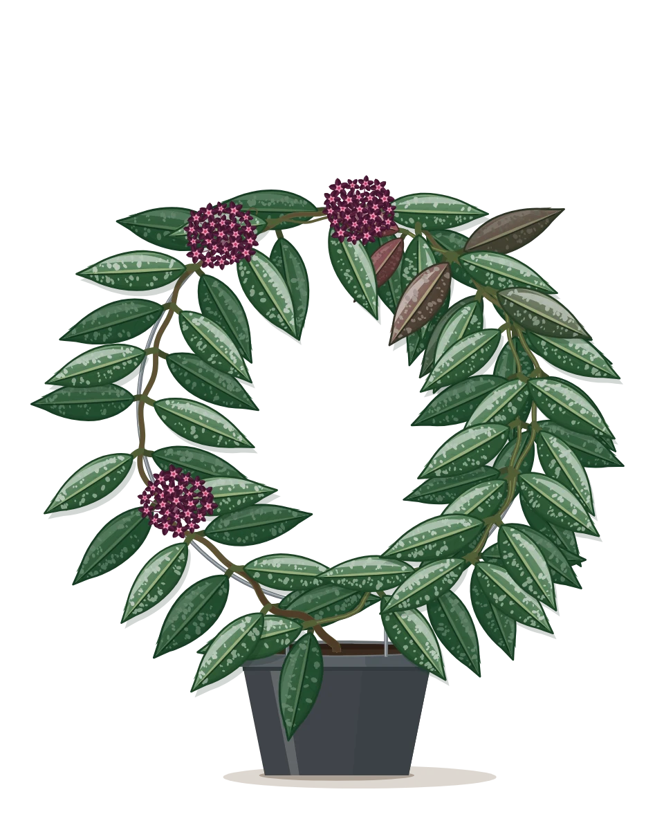 Drawing of a Hoya pubicalyx in a pot