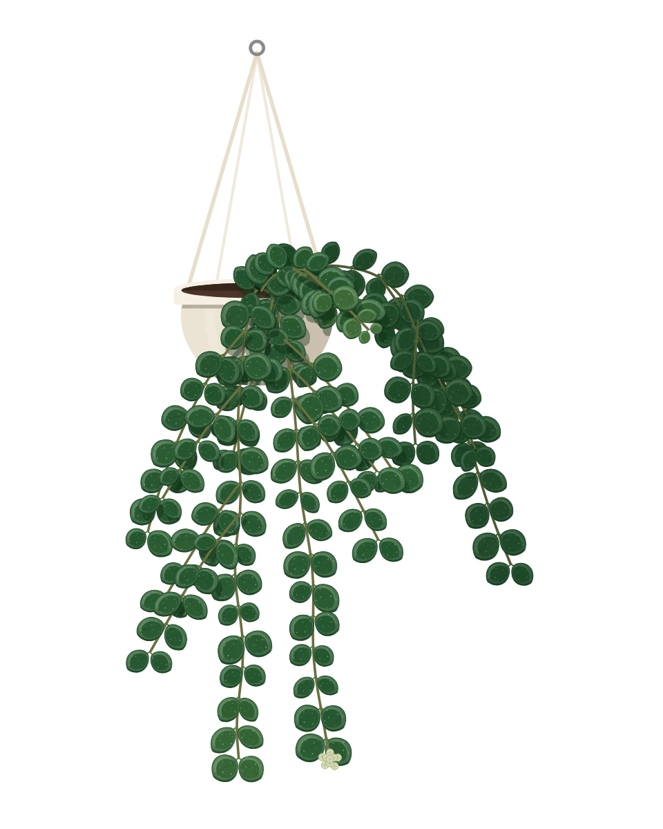 Drawing of a Hoya serpens in a pot