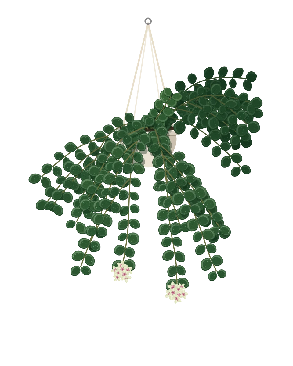Drawing of a Hoya serpens in a pot