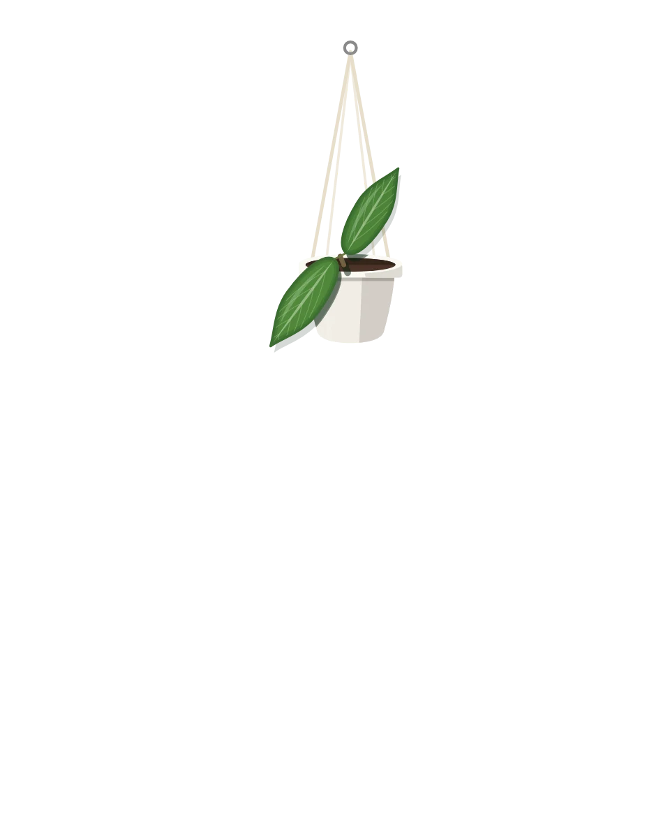 Drawing of a Hoya soligamiana, a cutting: Day 1. A rooted cutting, fresh in its pot.