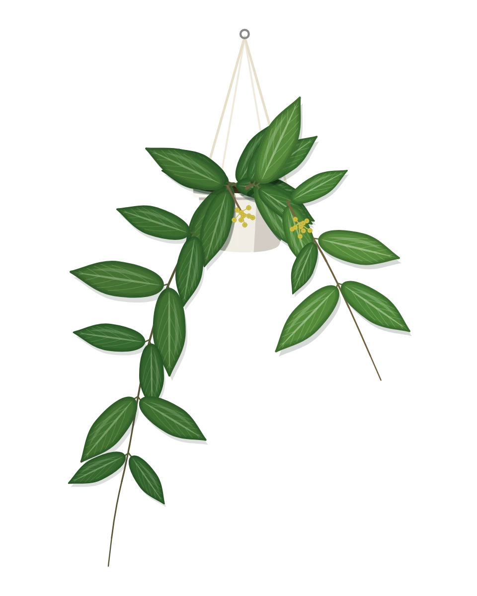 Drawing of a Hoya soligamiana in a pot