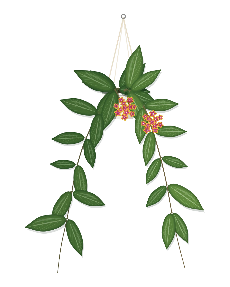 Drawing of a Hoya soligamiana in a pot