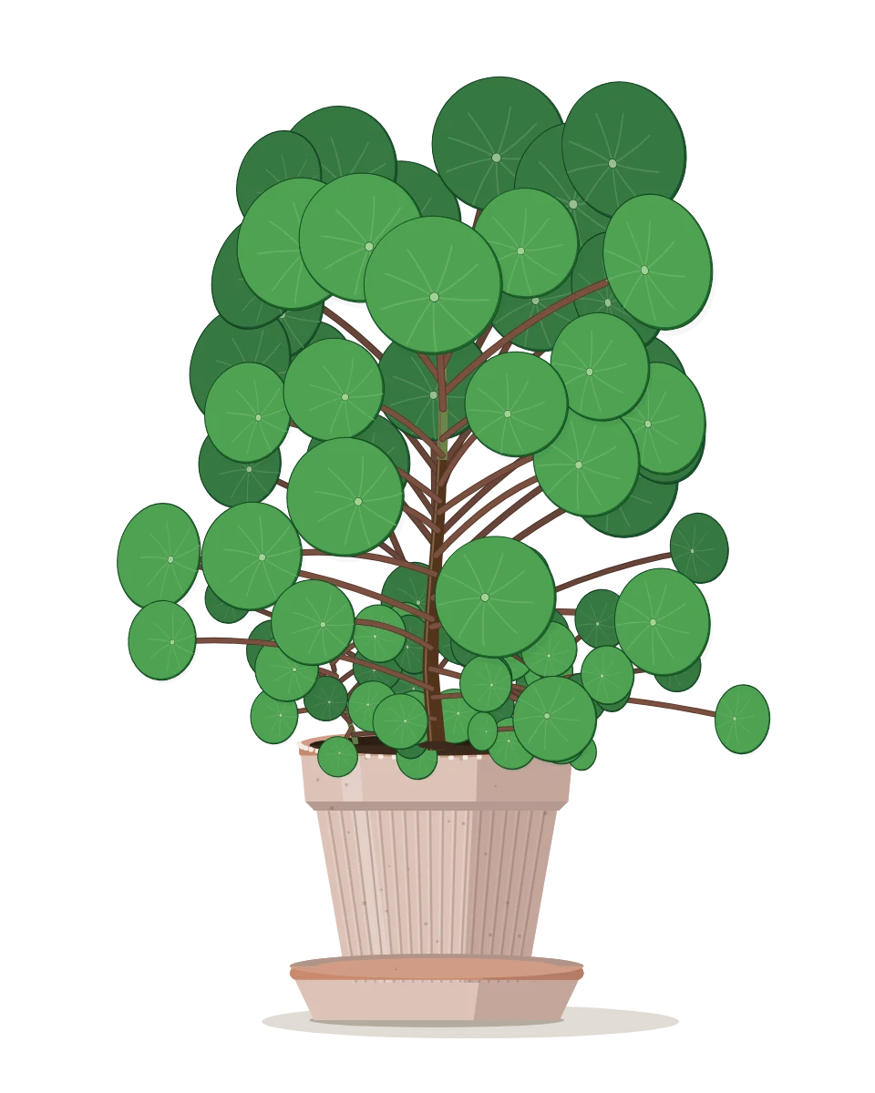 Drawing of a Pilea peperomioides, grown: Day 300. Full grown.