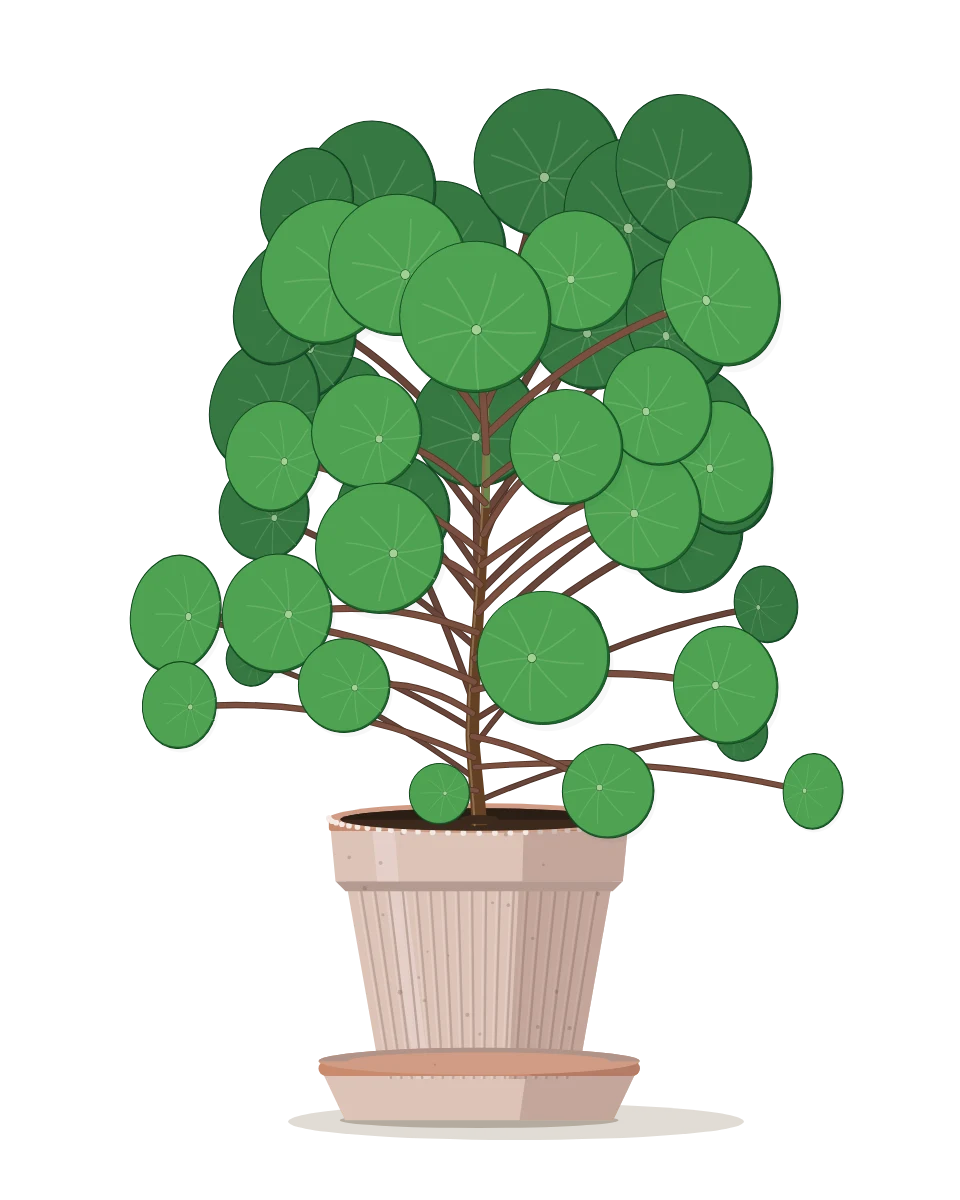 Drawing of a Pilea peperomioides on day 120, grown from seed 42.