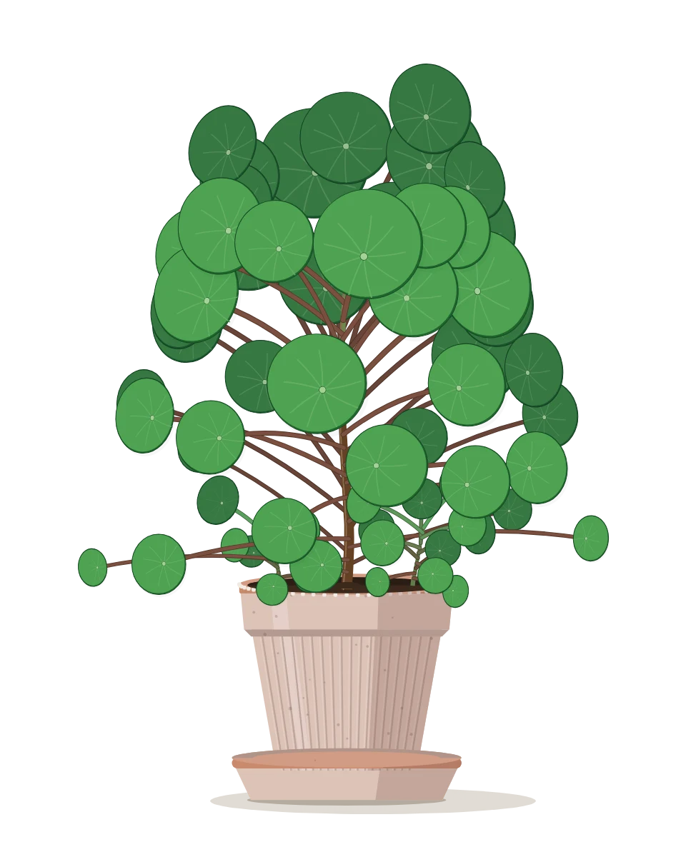Drawing of a Pilea peperomioides on day 120, grown from seed 7.