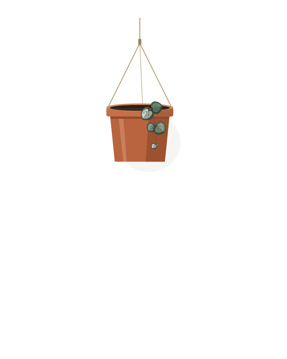Drawing of a Ceropegia woodii, a cutting: Day 1. A rooted cutting, fresh in its pot.
