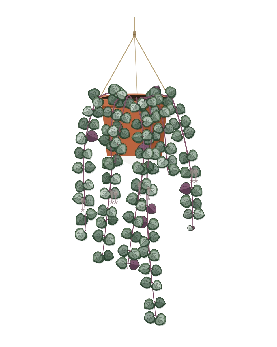 Drawing of a Ceropegia woodii in a pot