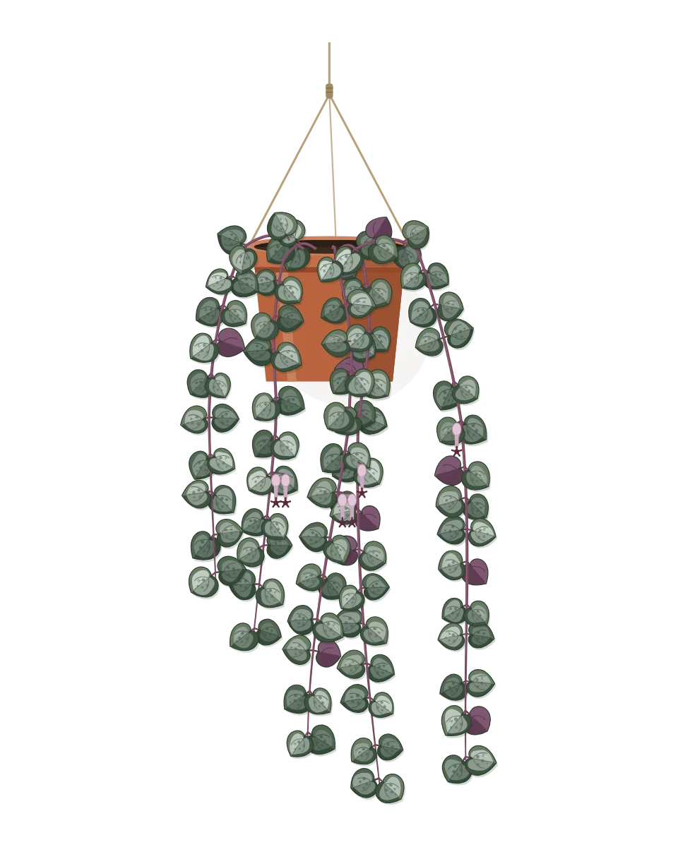 Drawing of a Ceropegia woodii in a pot