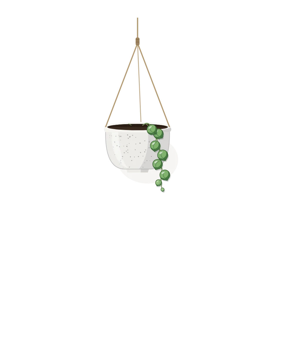 Drawing of a Curio rowleyanus, a cutting: Day 1. A rooted cutting, fresh in its pot.