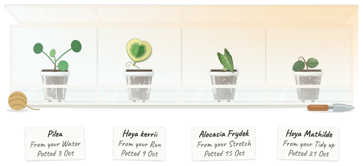 Four cuttings in clear nursery pots in a tabletop greenhouse, each with a hand-written tag: a Pilea, a Hoya kerrii, an Alocasia Frydek and a Hoya Mathilde.